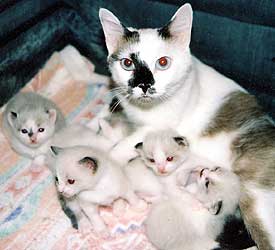 Magdalena and kittens born 8/5/04.