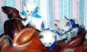 Kittens posed on saddle